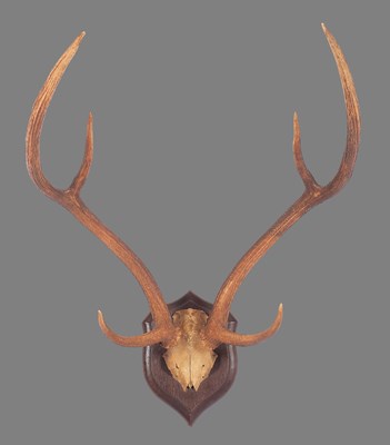 Lot Antlers/Horns: Axis Deer or Chital Antlers...