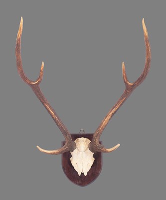 Lot Antlers/Horns: Axis Deer or Chital Antlers...