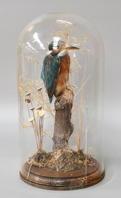 Lot 1315 - Taxidermy: European Kingfisher (Alcedo athis),...