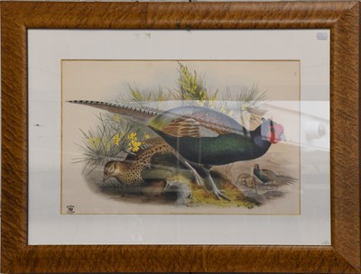 Lot 1097 - J. Wolf & H. C. Richter After John Gould (1804-...