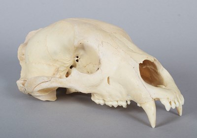 Lot Skulls/Anatomy: North American Black Bear...