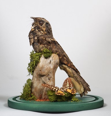 Lot 1296 - Taxidermy: An Eastern Whip-Poor-Will...