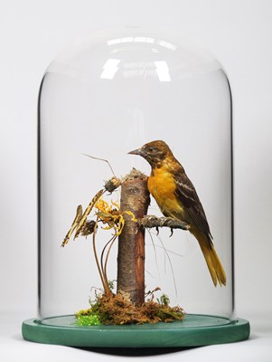 Lot 1343 - Taxidermy: A Baltimore Oriole (Icterus...