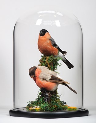 Lot Taxidermy: A Pair of Bullfinches (Pyrrhula...