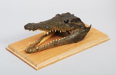 Lot 1297 - Taxidermy: A Preserved Johnstone's Crocodile...