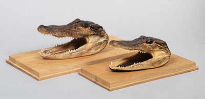 Lot 1341 - Taxidermy: A Preserved Pair of American...