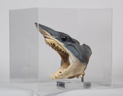 Lot 1308 - Taxidermy: A Preserved and Mounted Mako Shark...