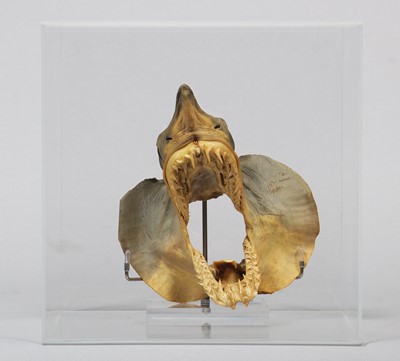 Lot 1332 - Taxidermy: A Preserved and Mounted Mako Shark...