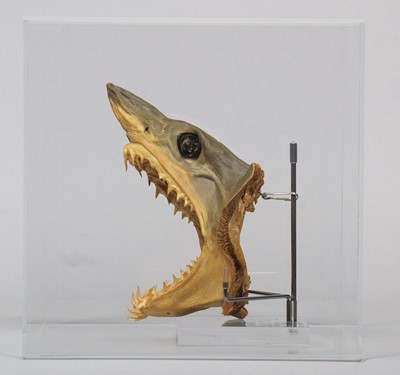 Lot 1332 - Taxidermy: A Preserved and Mounted Mako Shark...