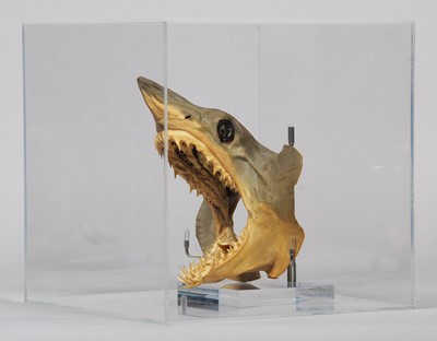 Lot 1332 - Taxidermy: A Preserved and Mounted Mako Shark...