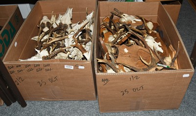 Lot 1173 - Antlers/Horns: A Large Collection of European...