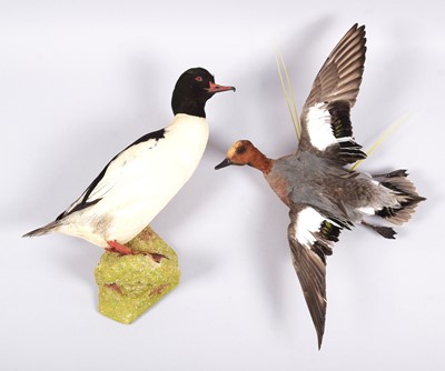 Lot 1313 - Taxidermy: A Common Merganser and Wigeon Duck,...