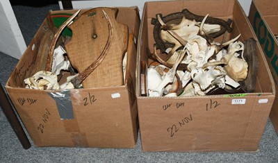 Lot 1171 - Antlers/Skulls: A Collection of Red Deer Skull...