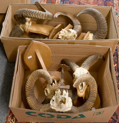 Lot 1329 - Antlers/Horns: European Mouflon (Ovis aries...