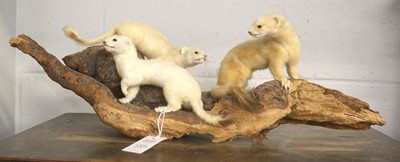 Lot 1323 - Taxidermy: A Trio of Ermine (Mustela erminea),...