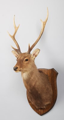 Lot Taxidermy: Sika Deer (Cervus nippon), modern,...