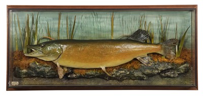 Lot Taxidermy: A Wall Cased Northern Pike (Esox...