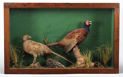 Lot 1108 - Taxidermy: A Cased Pair of Ring-necked...