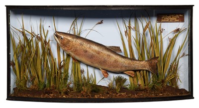 Lot 1118 - Taxidermy: A Cased Rainbow Trout (Oncorhynchus...