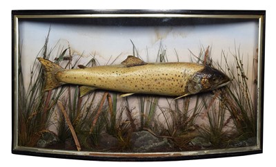 Lot 1111 - Taxidermy: A Cased Large Brown Trout (Salmo...