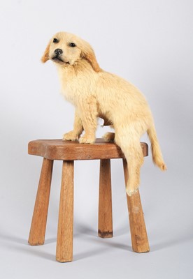 Lot Taxidermy: A Golden Retriever Puppy on a Stool...