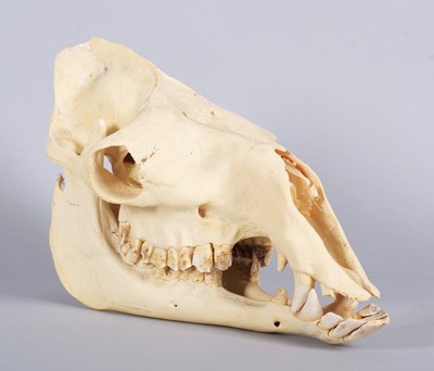 Lot Skulls/Anatomy: Bactrian Camel Skull (Camelus...