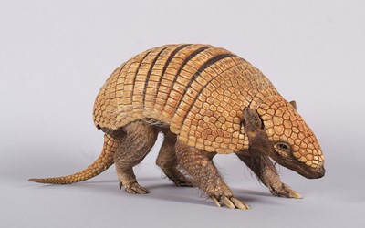 Lot Taxidermy: A Yellow or Six-banded Armadillo...