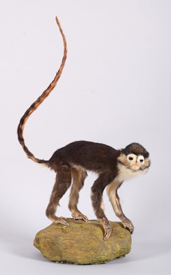 Lot Taxidermy: Red-eared Guenon Monkey...