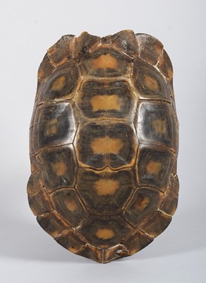 Lot Natural History: Asian Giant Forest Tortoise...