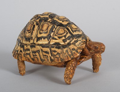 Lot Taxidermy: Leopard Tortoise (Stigmochelys...