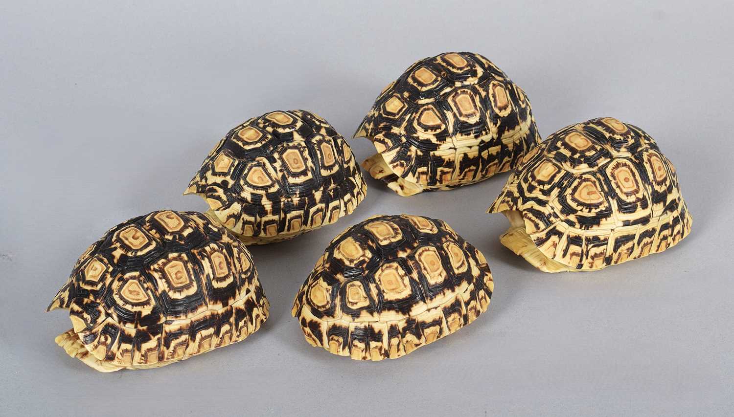 Leopard Cowrely Shell Lot 232 - Natural History: Five Leopard Tortoise