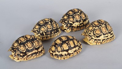 Lot Natural History: Five Leopard Tortoise Shells...