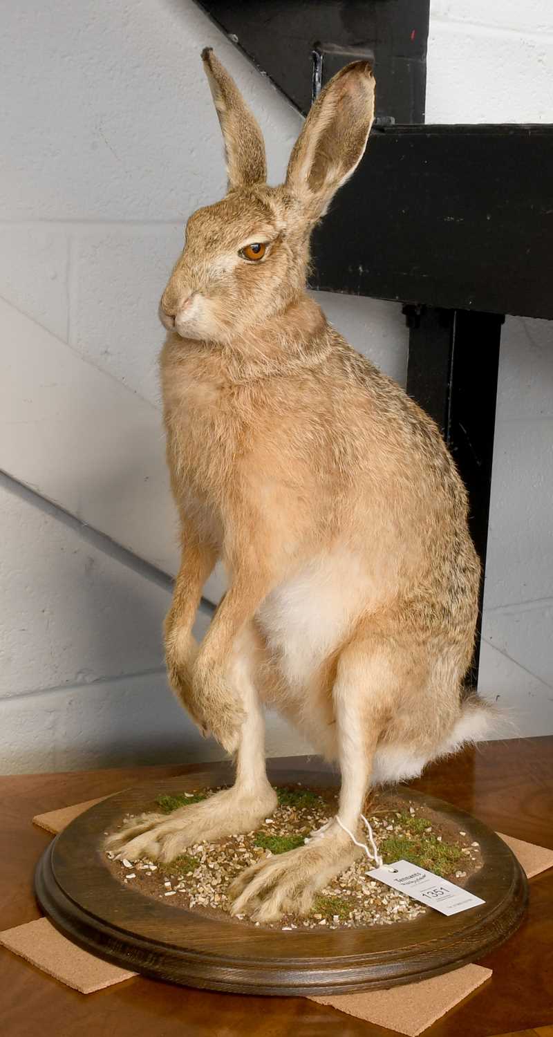 Lot 1351 - Taxidermy: A European Brown Hare Full Mount