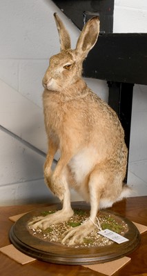 Lot 1351 - Taxidermy: A European Brown Hare Full Mount...