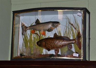 Lot 478 - A carp and rudd preserved and mounted amidst reeds and grasses, in an ebonised bow fronted...