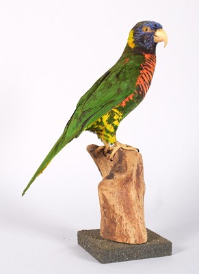 Lot Taxidermy: Rainbow Lorikeet (Trichoglossus...