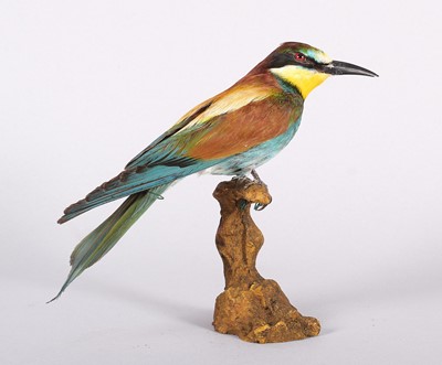 Lot Taxidermy: European Bee-eater (Merops...