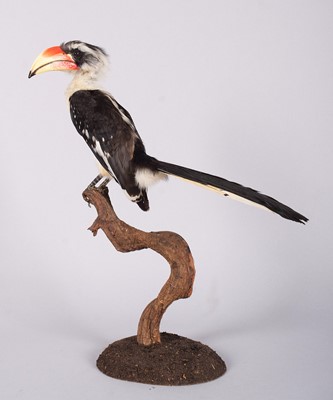 Lot Taxidermy: Jackson's Hornbill (Tockus...