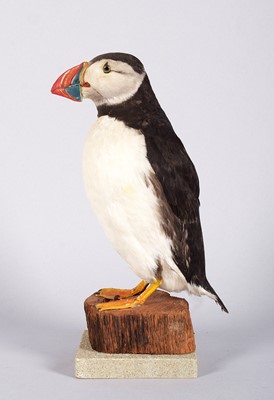 Lot Taxidermy: Atlantic Puffin (Fratercula...