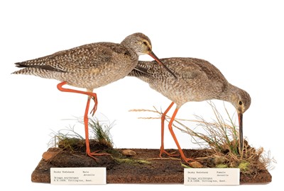 Lot Taxidermy: A Pair of Dusky Redshank (Tringa...