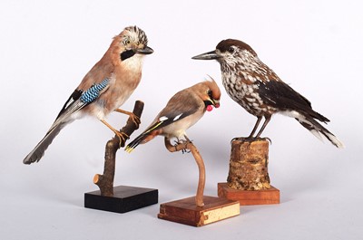 Lot Taxidermy: A Nutcracker Jay and Waxwing, late...