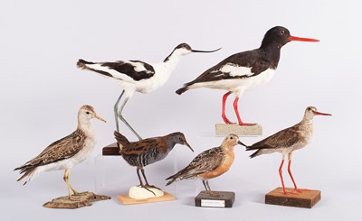 Lot Taxidermy: A Group of Wading and Estuary Birds,...