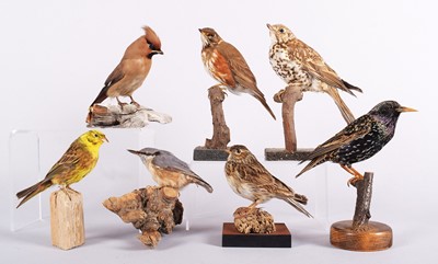 Lot Taxidermy: A Group of Woodland and Garden...