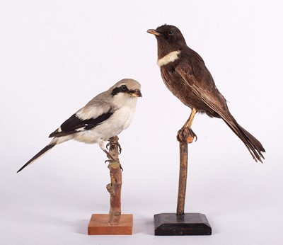 Lot Taxidermy: A Ring Ouzel and Great Grey Shrike,...