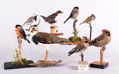 Lot Taxidermy: A Group of Garden and Countryside...