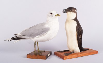 Lot Taxidermy: Razorbill and a Common Gull,...