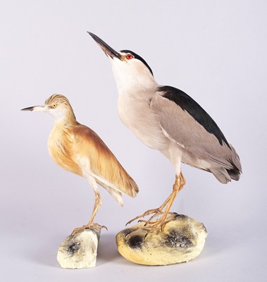 Lot Taxidermy: A Night Heron and Squacco Heron,...