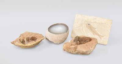 Lot 212 - Four Fossils