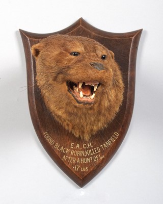 Lot Taxidermy: Eurasian Otter Mask (Lutra lutra),...