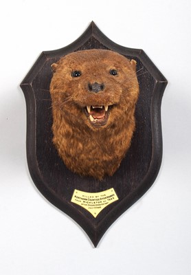 Lot 71 - Taxidermy: A European Otter Mask (Lutra lutra),...